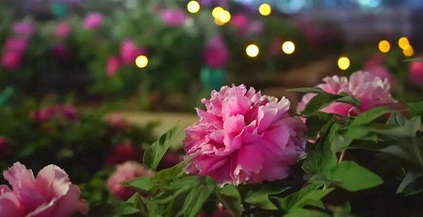 【寵粉互動】結(jié)果揭曉！快來欣賞粉絲們的“大作”！