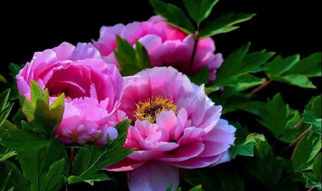 【“豫”見高端 “洛”賞牡丹】您有一封來自凌宇汽車的邀請函，請查收！